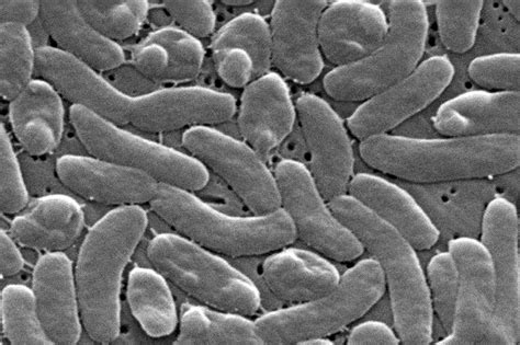 Flesh Eating Bacteria Florida