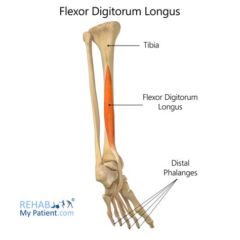Flexor Digitorum Longus Muscle