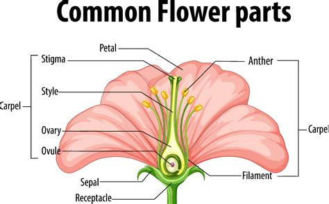 Flower Parts Diagram