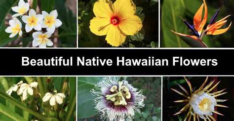 Flowers Endemic To Hawaii