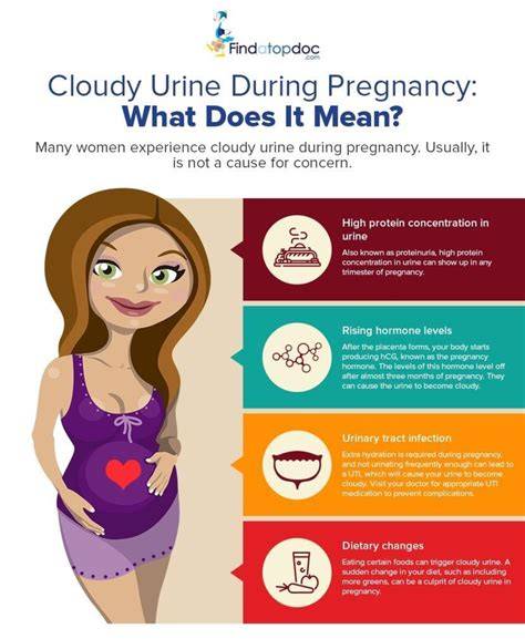 Foggy Urine Pregnancy