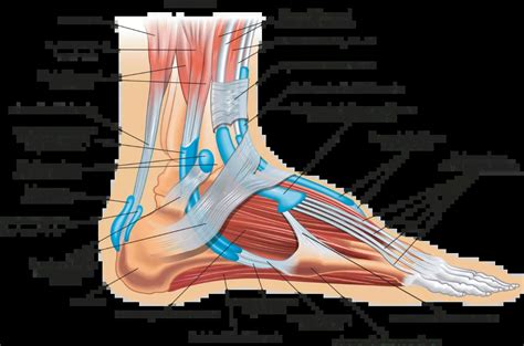 Foot Anatomy Tendons