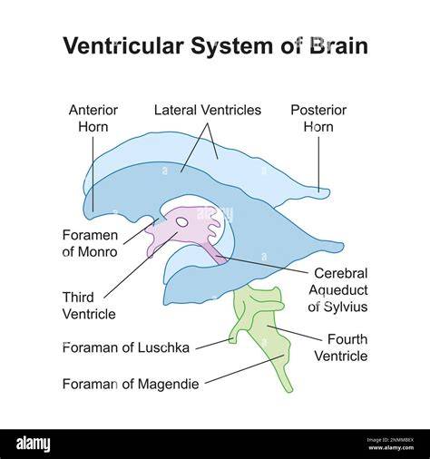Foramen Of Magendie