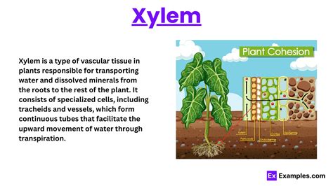 Founder Of Xylem