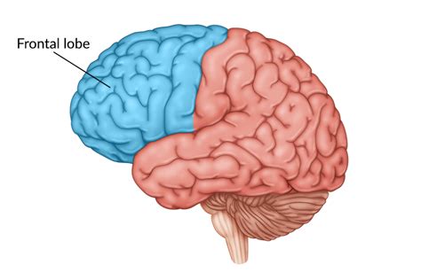 Frontal Lobe Damage