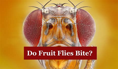 Fruit Flies Do They Bite