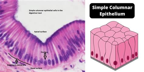 Function Of The Columnar Epithelium