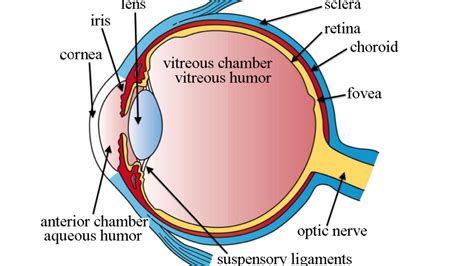 Function Of The Vitreous