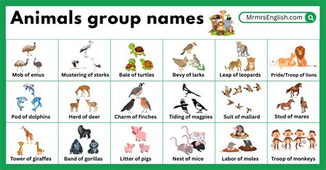 Funny Names For Groups Of Animals