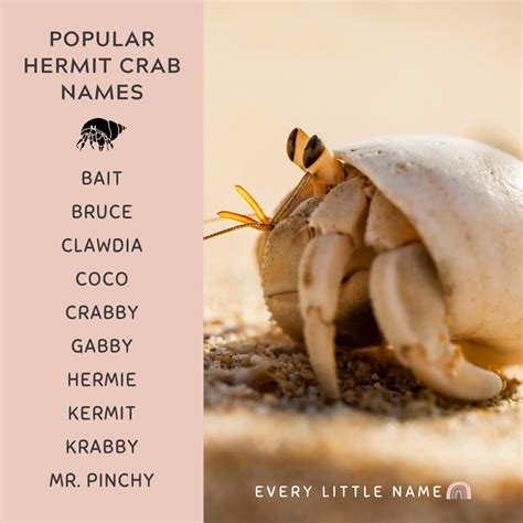 Funny Names For Hermit Crabs