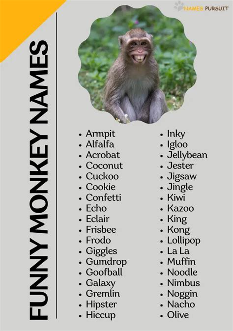 Funny Names For Monkeys
