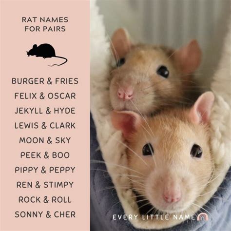 Funny Names For Rats