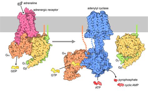 G Protein Structure Subunits