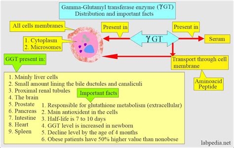 Gamma Glutamyl High