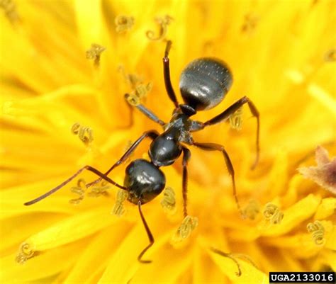 Genus Of Ants