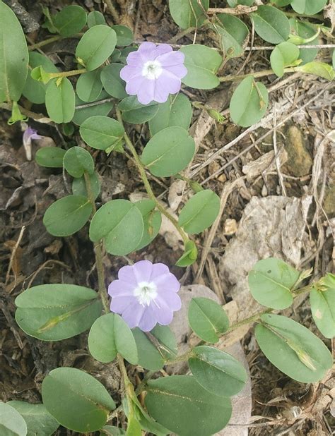 Genus Of Bindweed And Dwarf Morning Glory