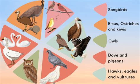 Genus Of Birds