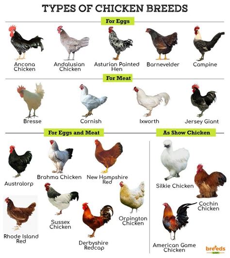 Genus Of Chicken