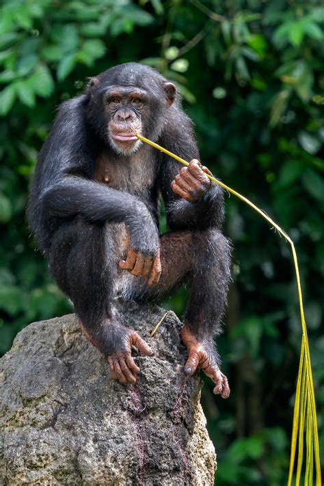 Genus Of Chimpanzee