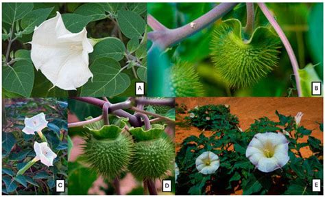 Genus Of Datura