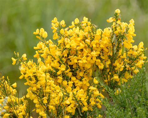 Genus Of Flowering Plants Commonly Called Broom
