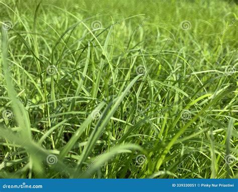 Genus Of Grass