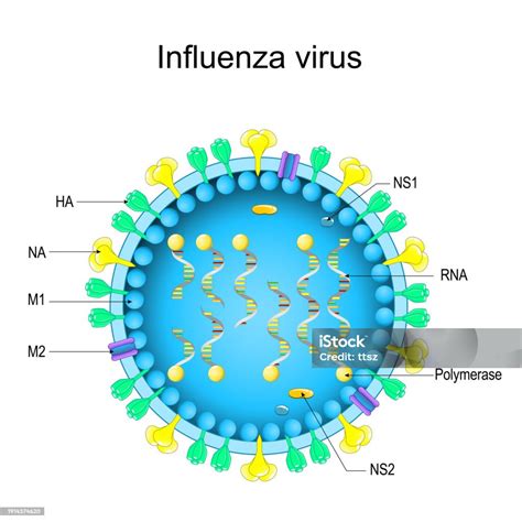 Genus Of Influenza Virus