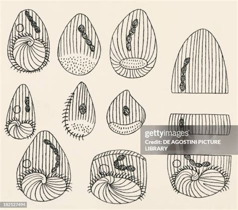 Genus Of Infusorians