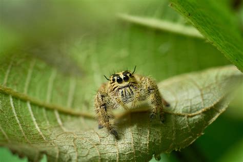 Genus Of Jumping Spider