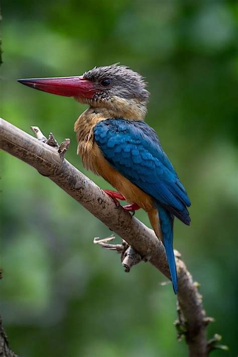Genus Of Kingfisher