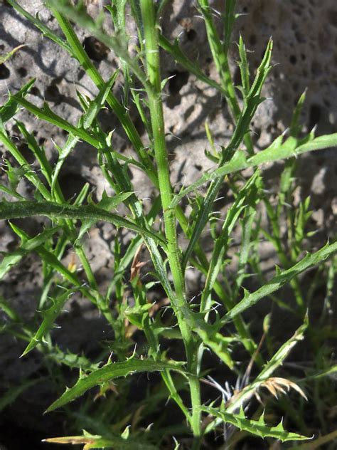 Genus Of Mediterranean Plants With Spiny Leaves