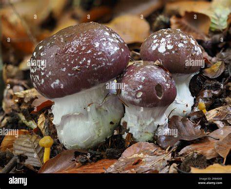 Genus Of Mushroom