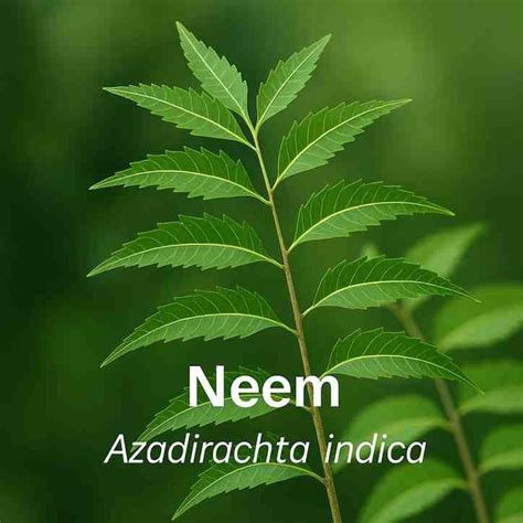 Genus Of Neem