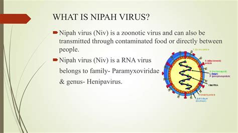 Genus Of Nipah Virus