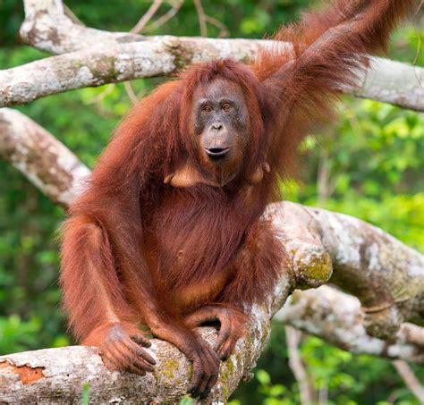 Genus Of Orangutan