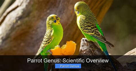 Genus Of Parrot
