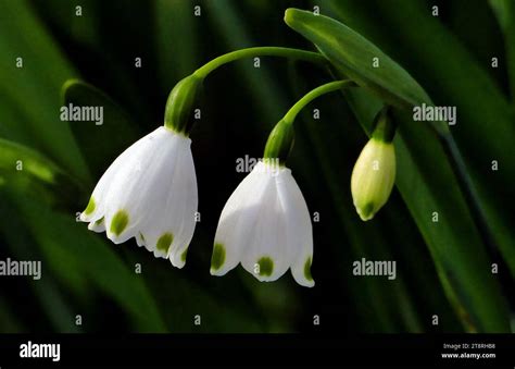 Genus Of Plants Commonly Known As Snowflakes