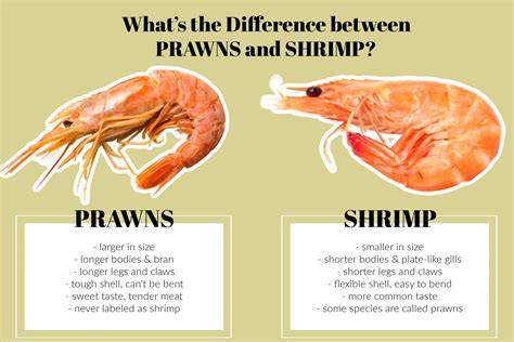 Genus Of Prawn