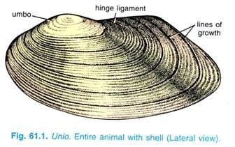 Genus Of Unio