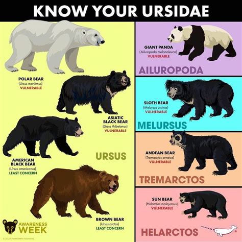 Genus Of Ursidae