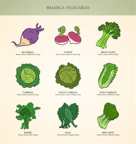 Genus Of Vegetables