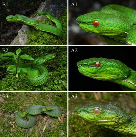Genus Of Vipers