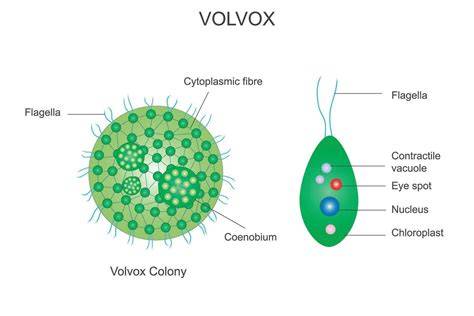 Genus Of Volvox