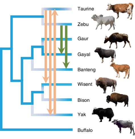 Genus Of Yak