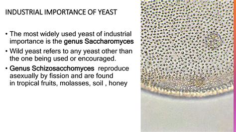 Genus Of Yeast
