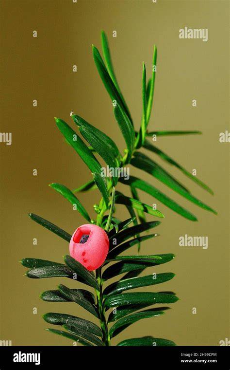 Genus Of Yew