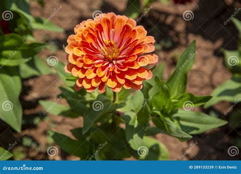Genus Of Zinnia