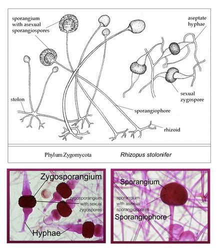 Genus Of Zygomycota