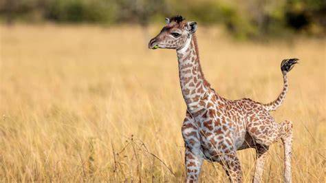 Giraffe Are They Endangered