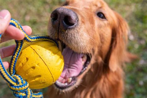 Golden Retriever Do They Bite
